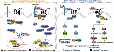 Wnt16 signaling in bone homeostasis and osteoarthristis